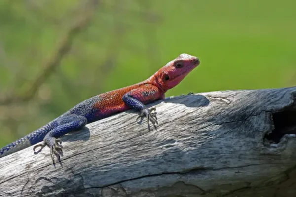 Costa Rica animals