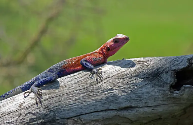 Costa Rica animals