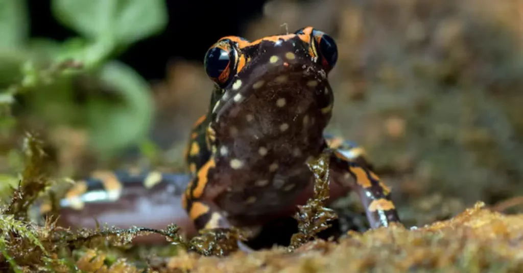 Poison Dart Frogs