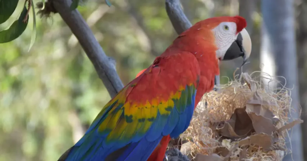 Scarlet Macaw