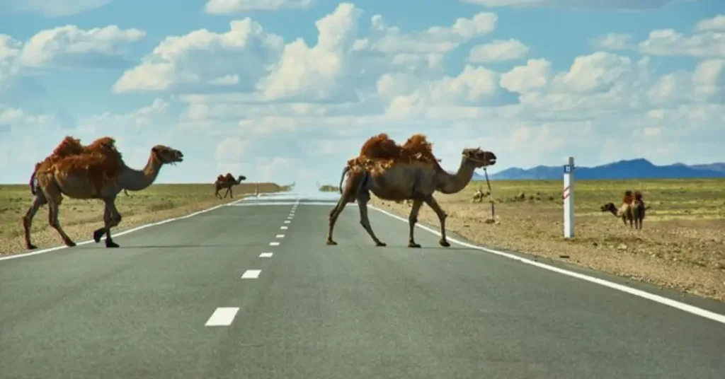 Speed limit sign for camels in a desert setting.