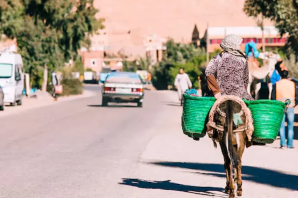 First Traffic Signal for Camels in China