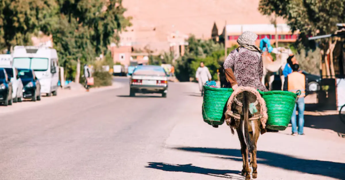 First Traffic Signal for Camels in China