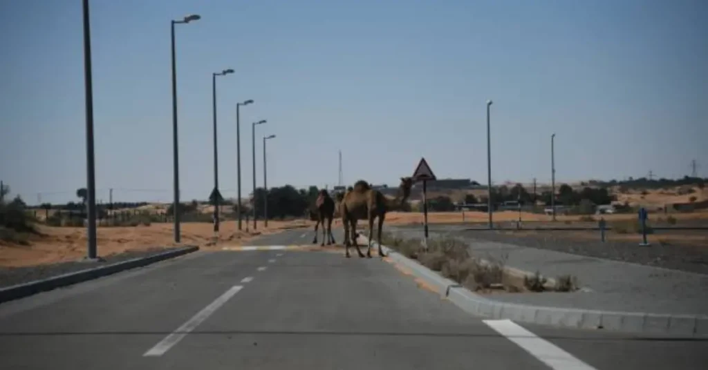 Camel traffic signal in a desert setting, showcasing China’s innovation.