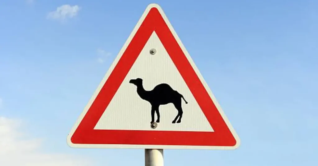 Camel traffic signal in a desert region with a clear blue sky and sandy landscape.