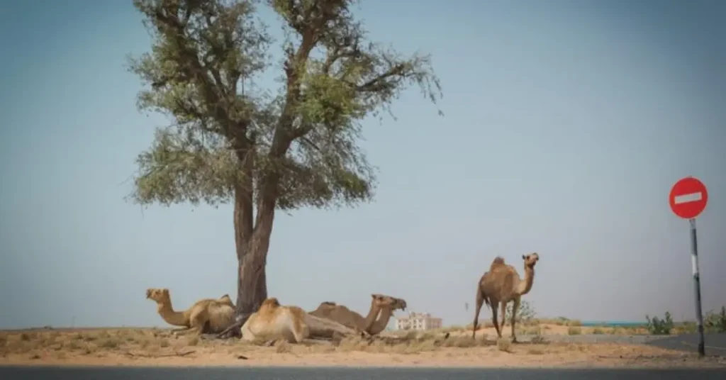 Traffic signal for camels in a desert region in China.