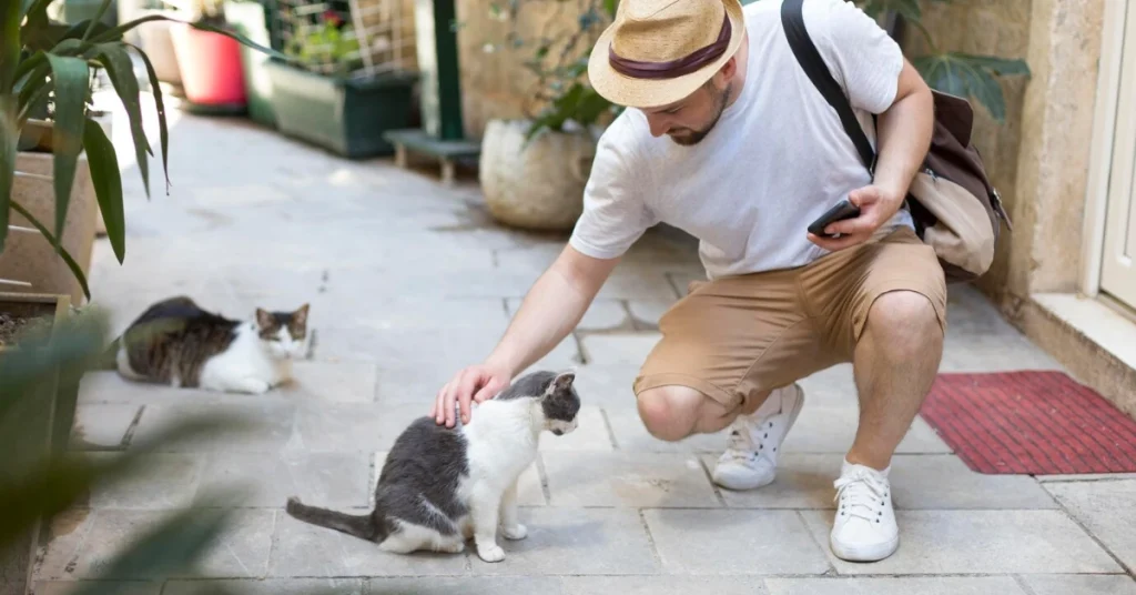 Best Places to Travel Internationally with a Cat